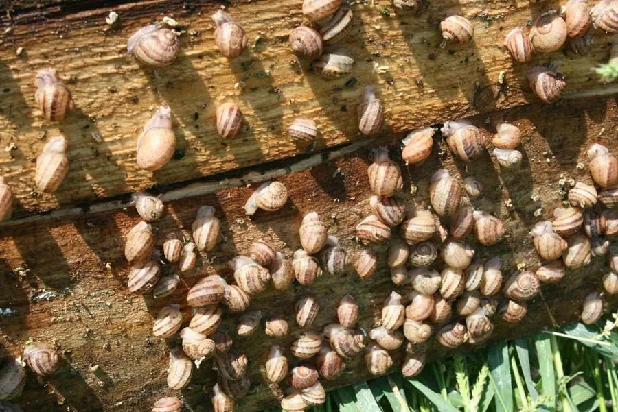 Вирощування равликів на фермі Вирощування равликів на фермі