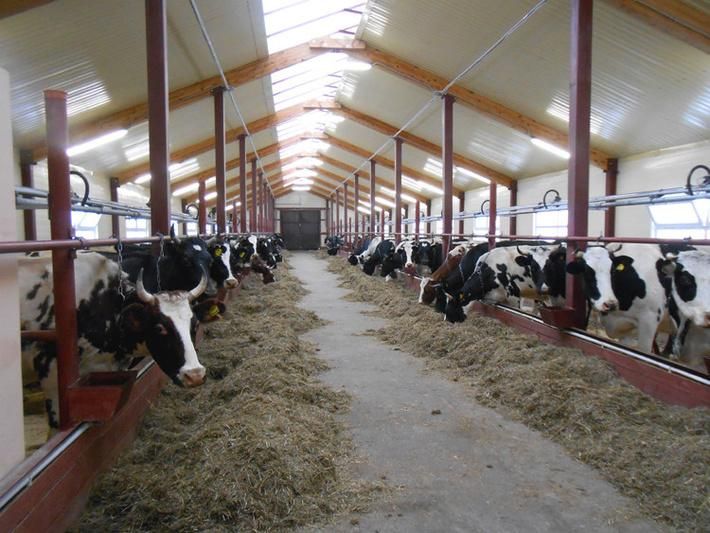 Як влада розподіляє державні агродотації в галузі тваринництва Як влада розподіляє державні агродотації в галузі тваринництва