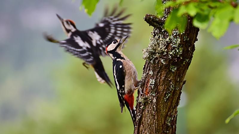 Дятлы помогут ученым разработать инновационный летательный аппарат Дятлы помогут ученым разработать инновационный летательный аппарат