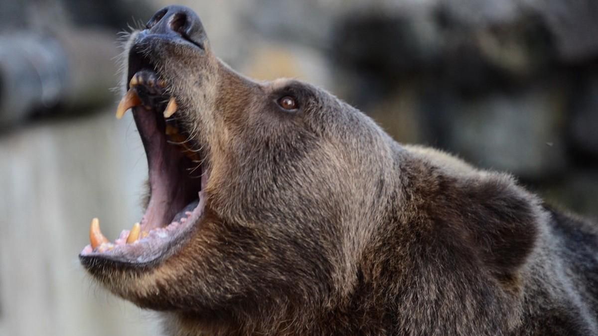В Індії ведмідь роздер таксиста під час спільного селфі: відео жахливого інциденту (18+) В Індії ведмідь роздер таксиста під час спільного селфі: відео жахливого інциденту (18+)