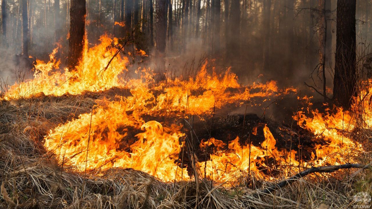 Спасатели предупреждают о чрезвычайном уровень пожарной опасности в Украине