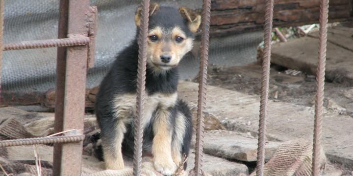 Конвеєр смерті: чому в Україні масово вбивають безпритульних тварин