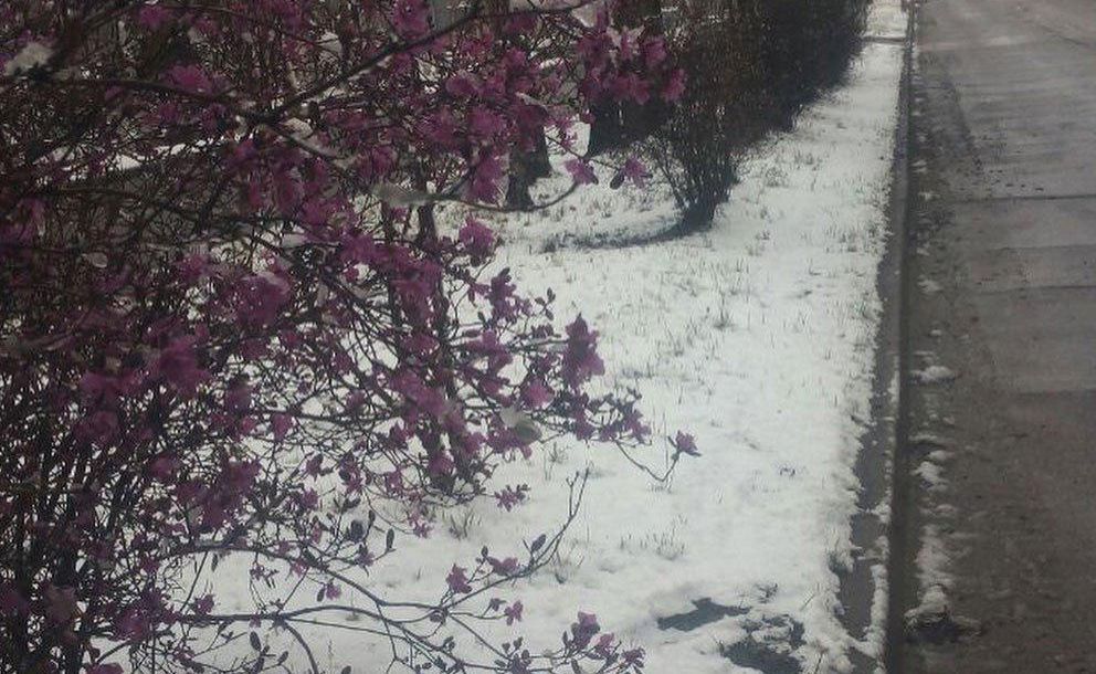 Россию в мае неожиданно засыпало снегом: впечатляющие фото и видео Россию в мае неожиданно засыпало снегом: впечатляющие фото и видео