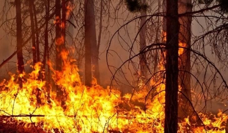 Росія у вогні: горить понад 60 тисяч гектарів лісу