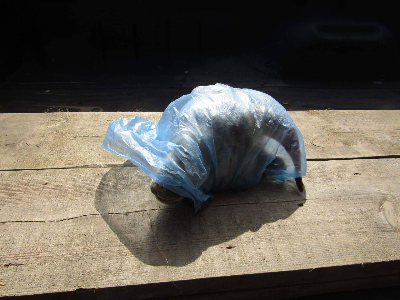 На Луганщине поймали мужчину, который подбросил голову барана в авто общественному активисту: фо