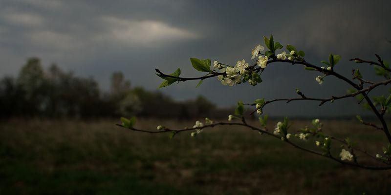 Погода 15 травня в Україні: прогноз погоди від синоптиків
