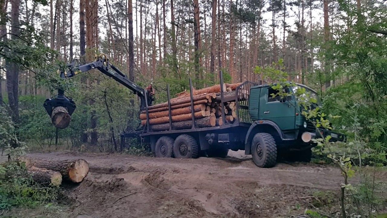На Закарпатті чиновники незаконно вирубували ліс та брали хабарі 