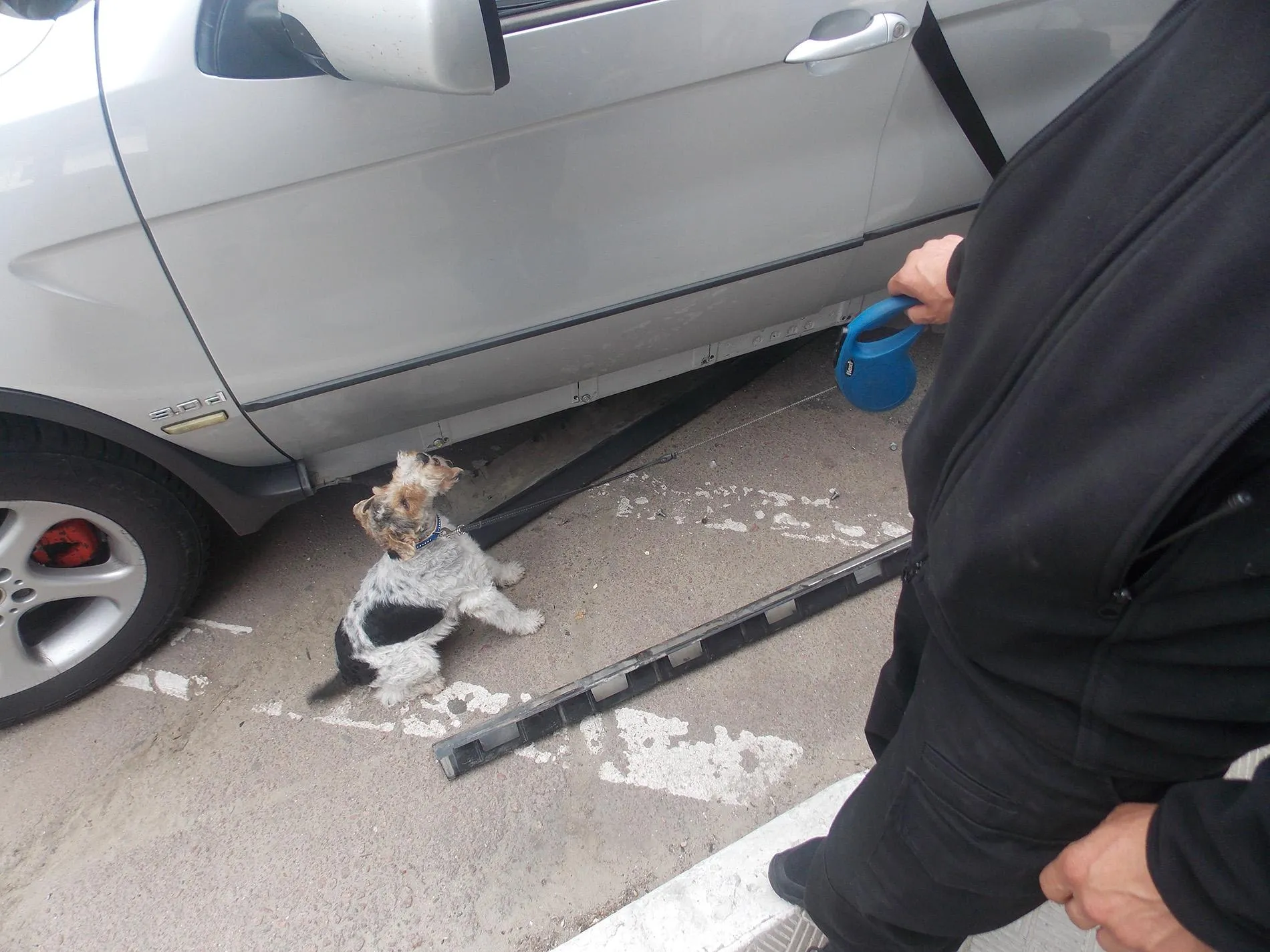 Прикордонний собака Альфа натренований на пошук наркотичних речовин