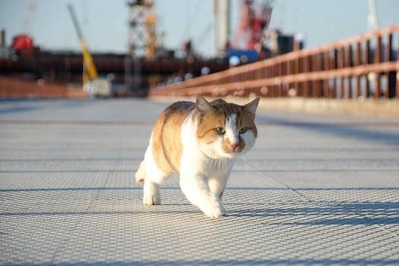 Кримський міст першим випробував не Путін, а кіт: кумедні фото