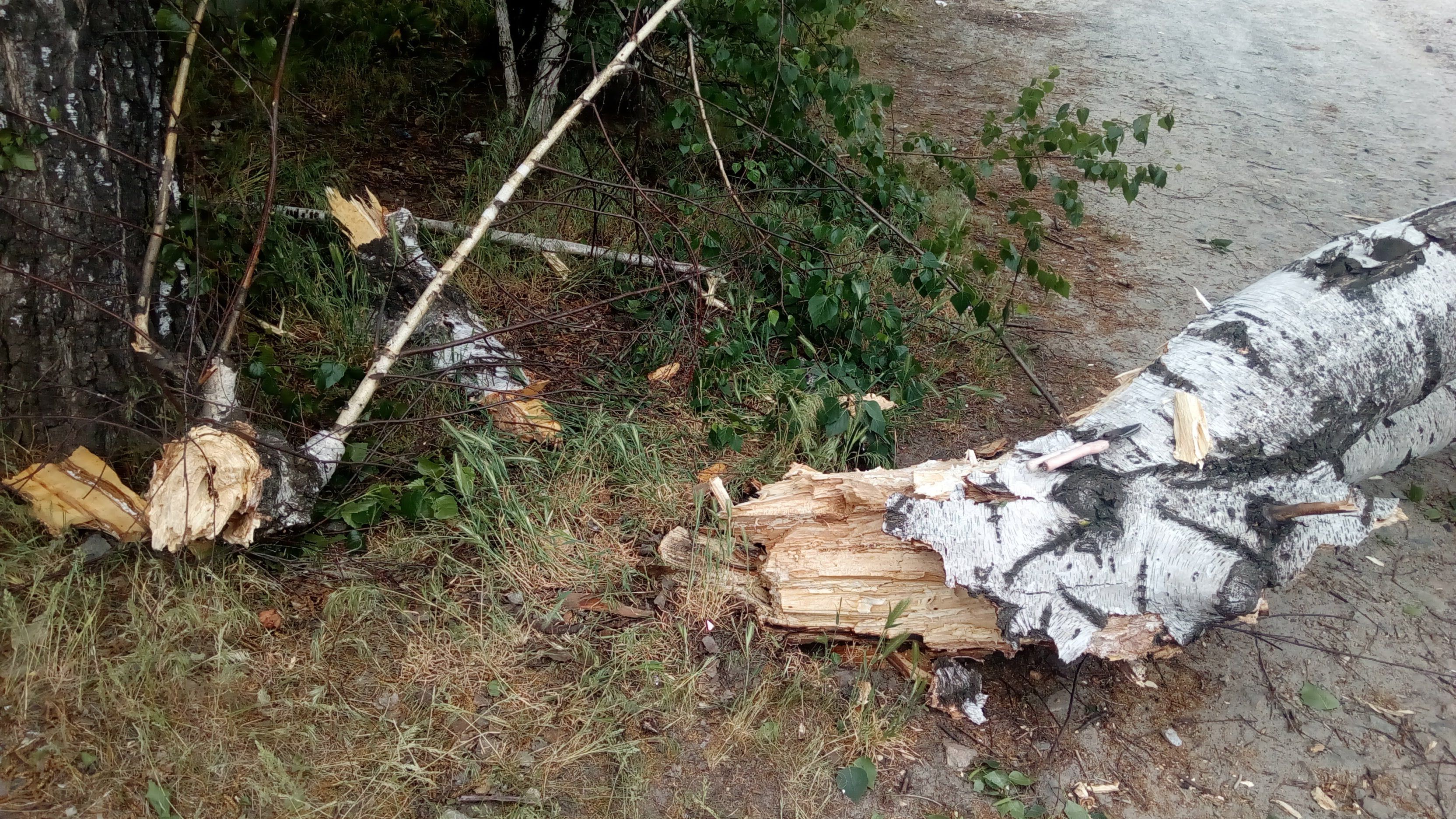 В Черкассах на группу школьников упало дерево: есть пострадавшие