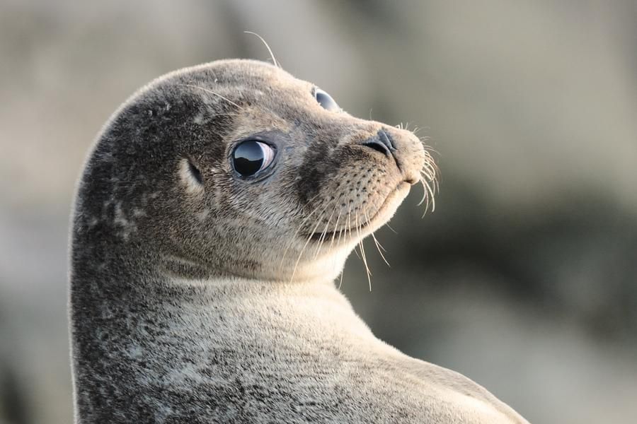 Ученые необычным способом измерили температуру воды в Антарктиде: им помогли тюлени