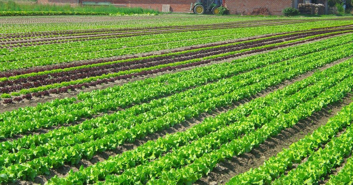 Швейцарцы представили "умного" помощника в борьбе с сорняками Швейцарцы представили "умного" помощника в борьбе с сорняками