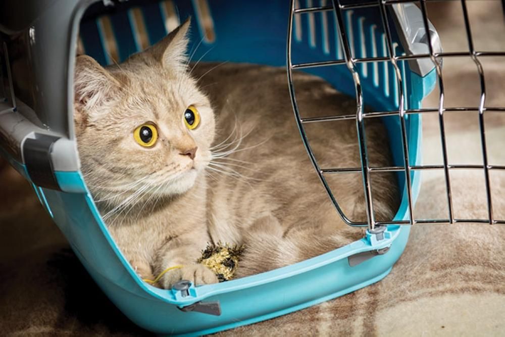 Новий паспорт для домашнього улюбленця: в Україні анонсували зміни щодо перевезення тварин Новий паспорт для домашнього улюбленця: в Україні анонсували зміни щодо перевезення тварин