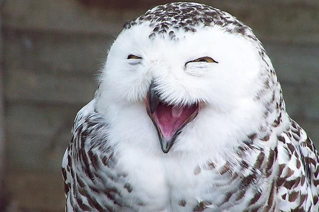 Ученые выяснили, почему у птиц нет зубов