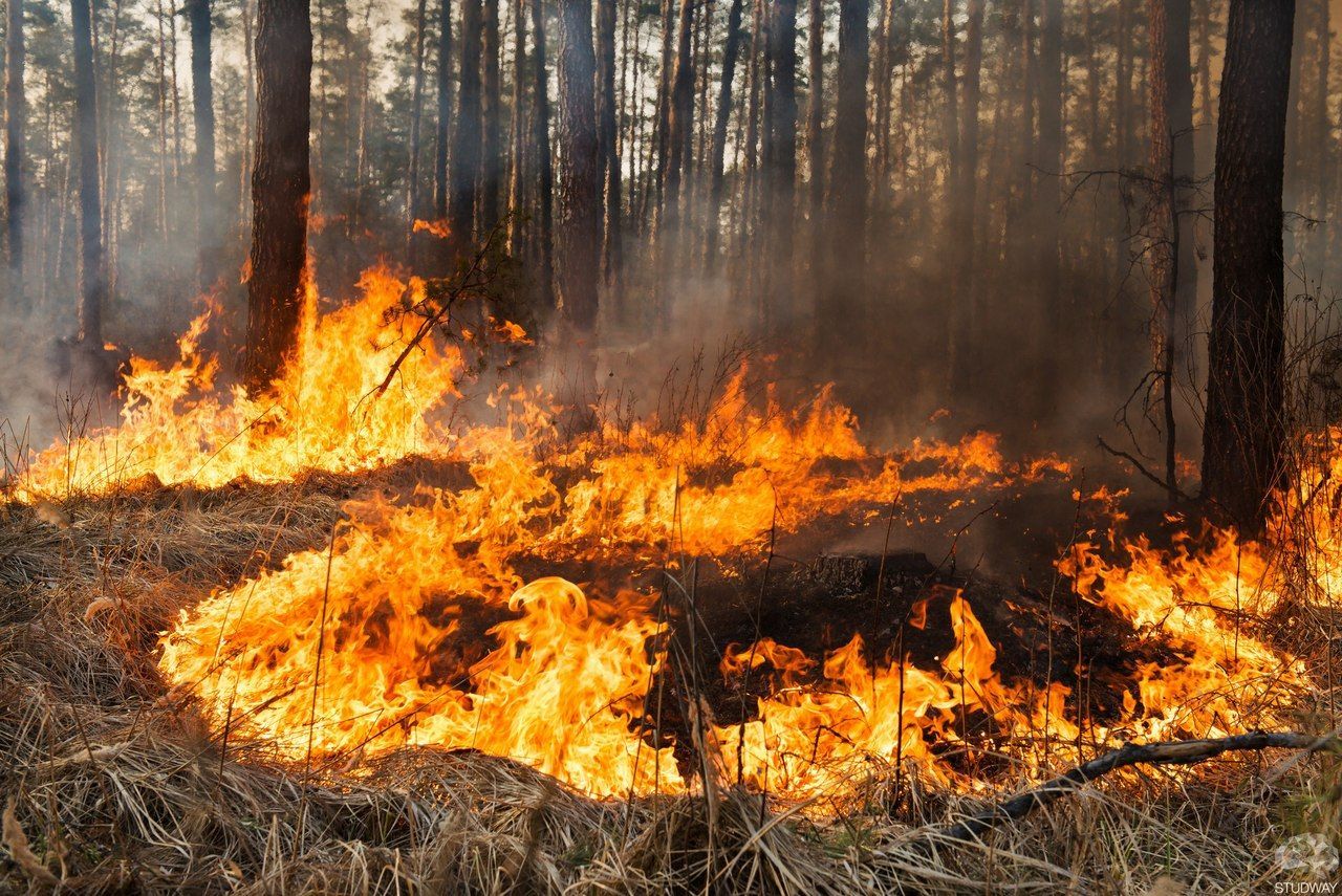 Масштабна пожежа на Херсонщині: горить 20 га лісу