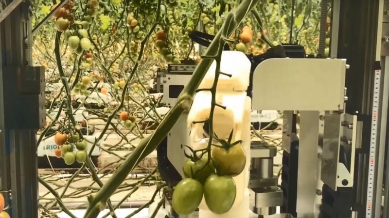Panasonic  навчила роботів працювати на фермі: відео