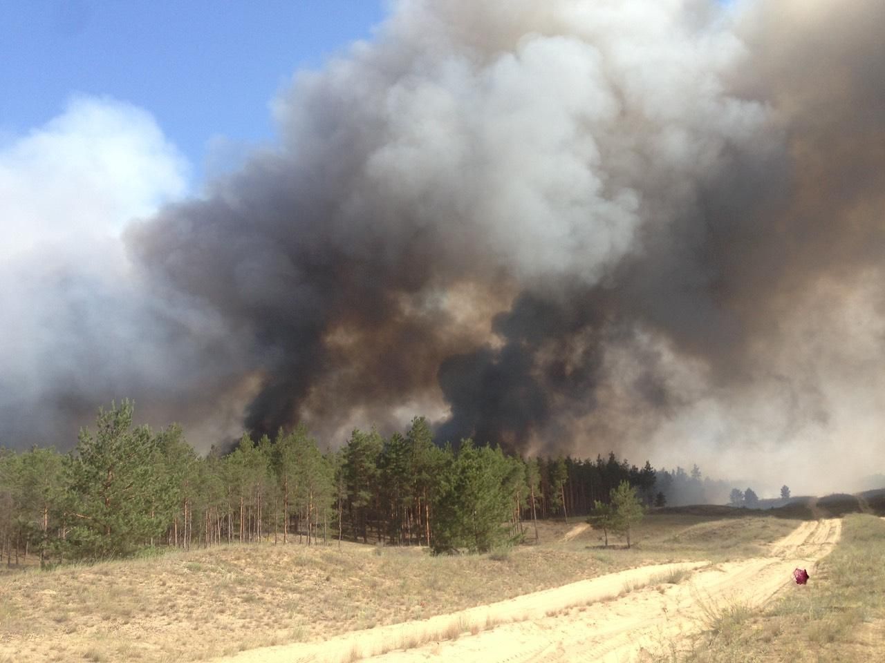Причина лісової пожежі на Херсонщині – підпал, – Управління лісгоспу