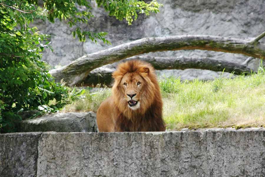 На Тернопольщине лев в зоопарке травмировал подростка