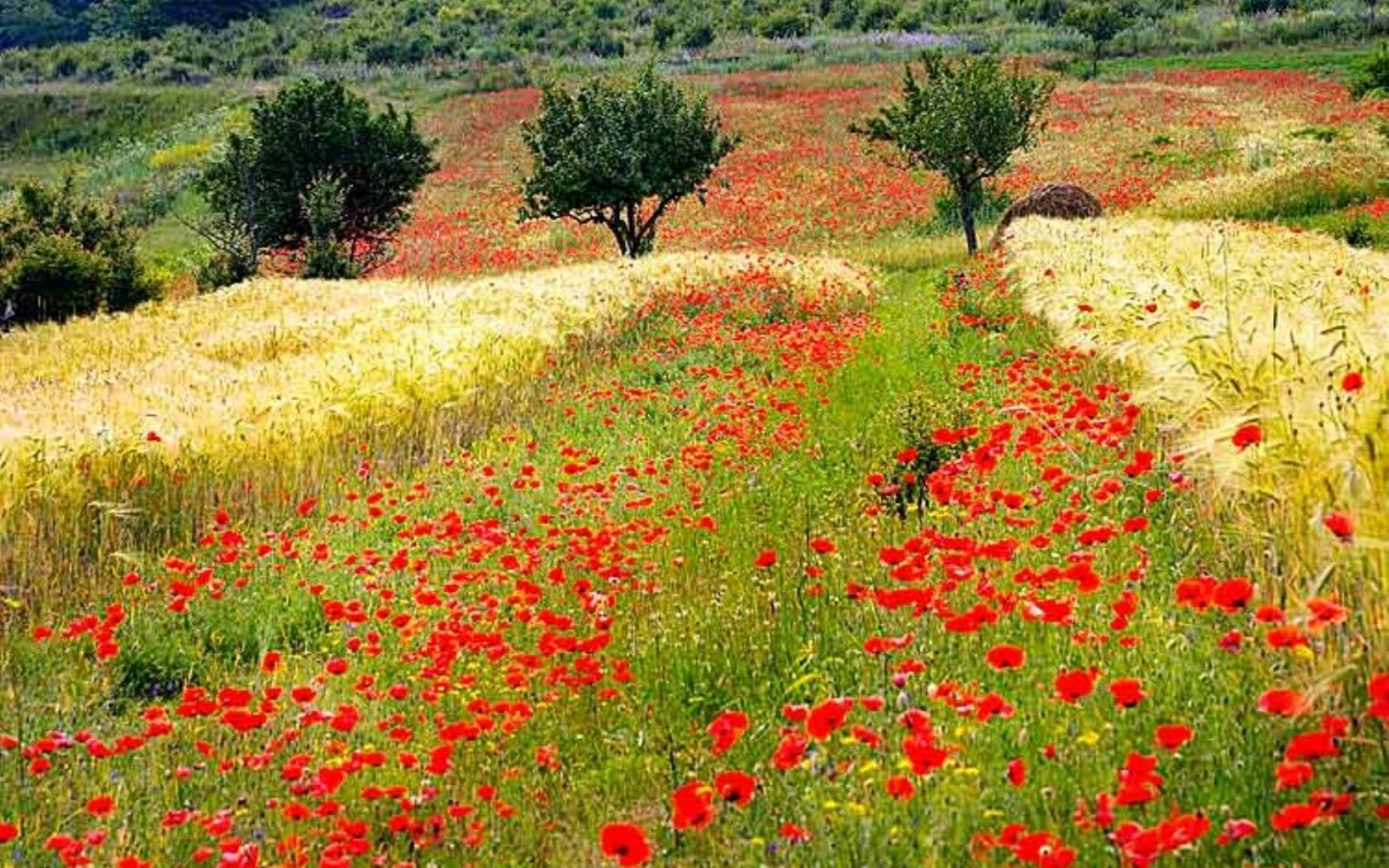 Погода на 3 червня 2018 в Україні - детальний прогноз погоди Погода на 3 червня 2018 в Україні - детальний прогноз погоди