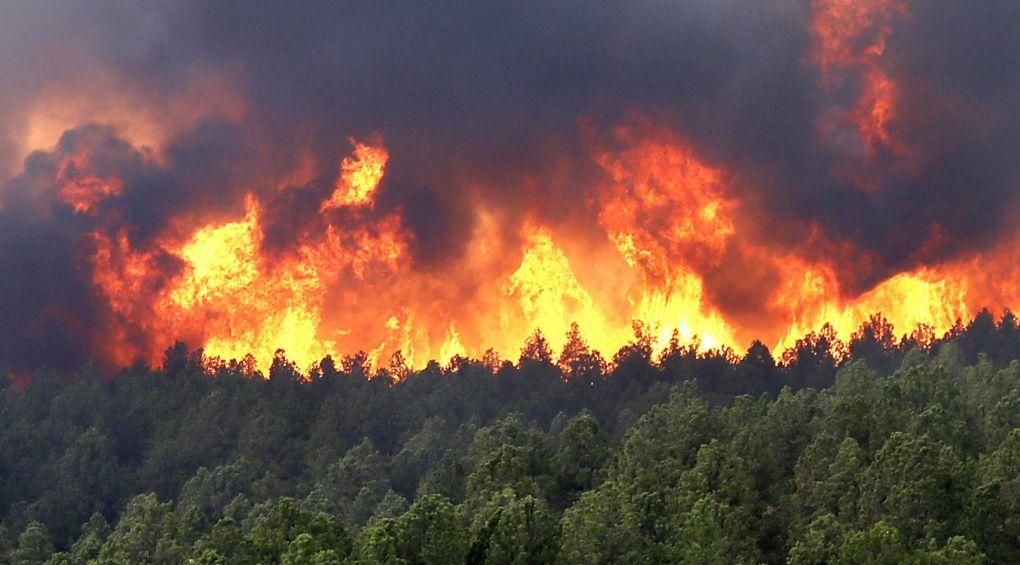 Лесной пожар в Херсонской области удалось ликвидировать, – ГСЧС