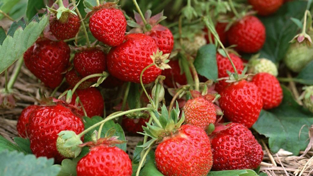 На Львовщине участник АТО выращивает клубнику На Львовщине участник АТО выращивает клубнику