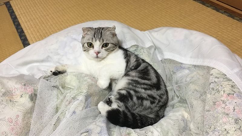 В Японии открыли отель, где можно взять в аренду кота