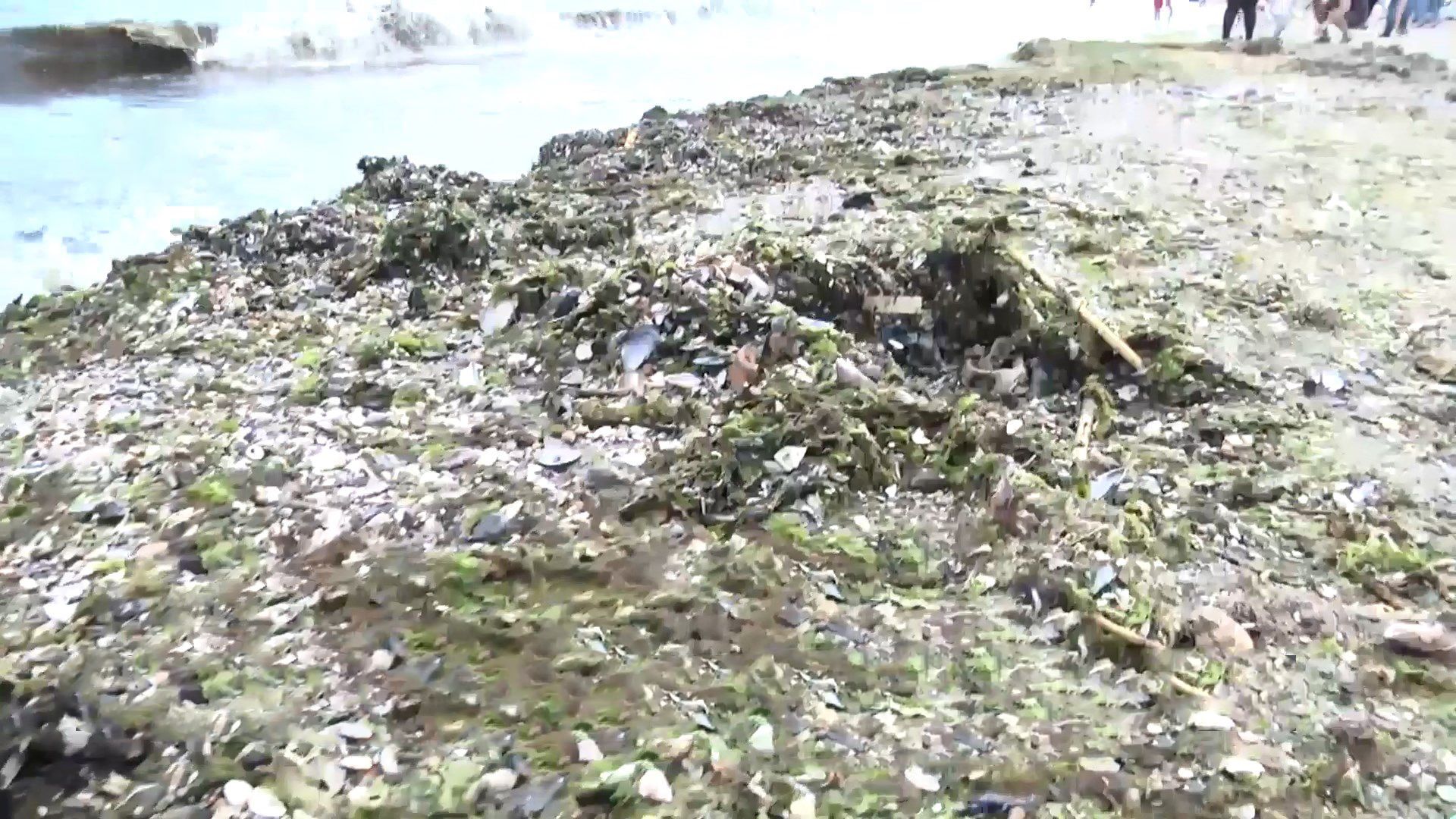 Страшні подробиці екологічного дослідження Чорного моря: що знайшли вчені Страшні подробиці екологічного дослідження Чорного моря: що знайшли вчені