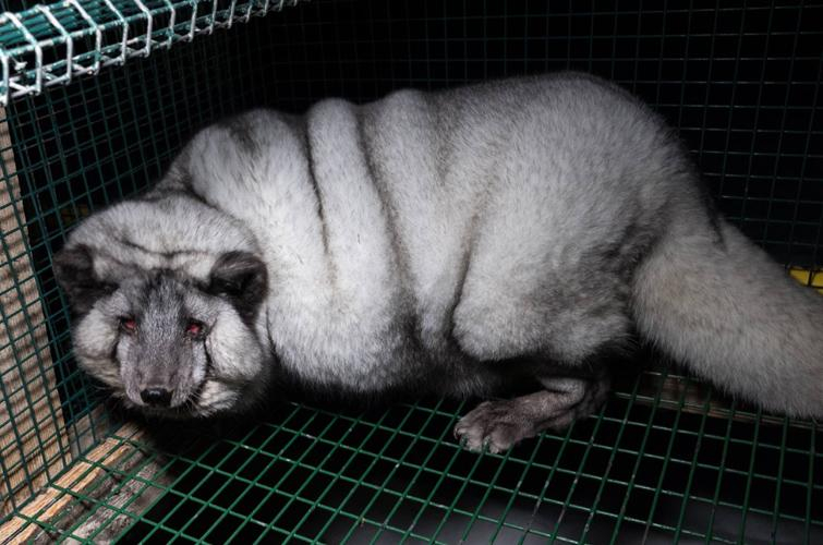 "Україна – не вигрібна яма": українці протестуватимуть біля посольства Данії