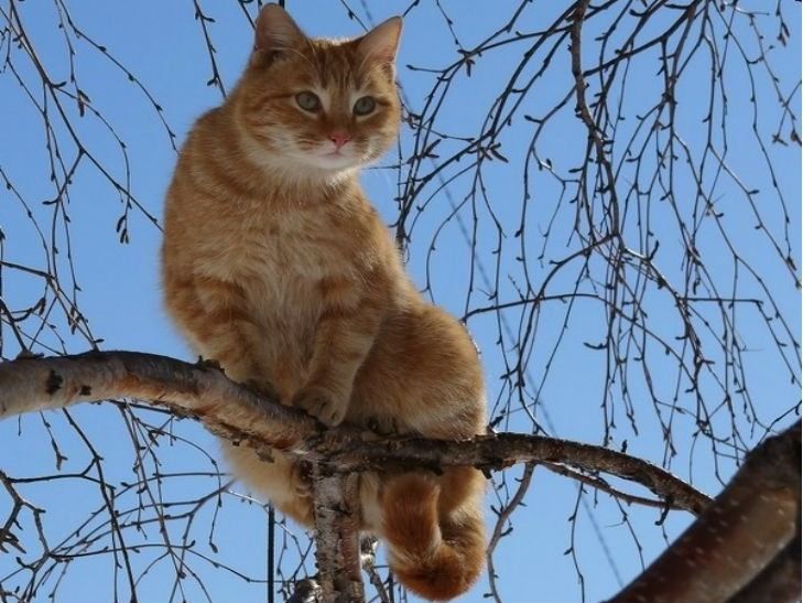 На Днепропетровщине спасатель попал в больницу после укуса кота На Днепропетровщине спасатель попал в больницу после укуса кота