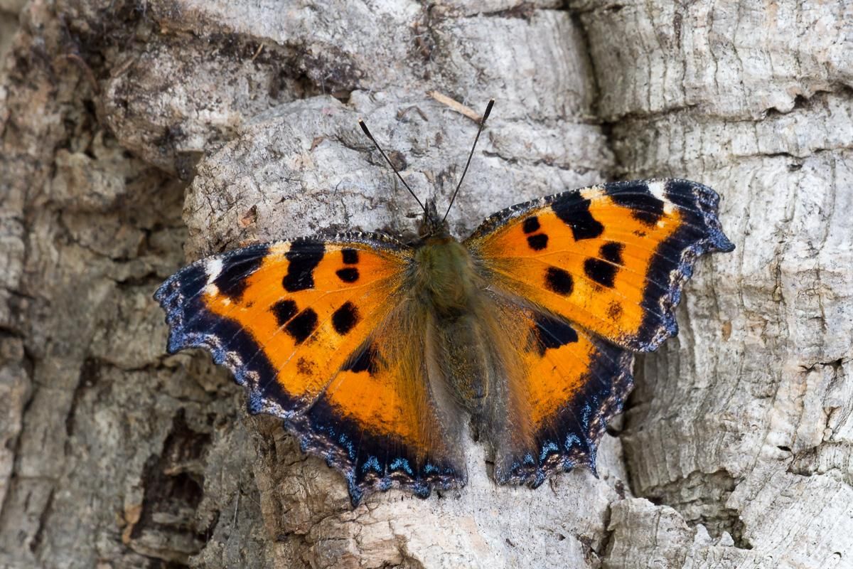 Ентомолог пояснив причини нашестя метеликів у Києві: відео 