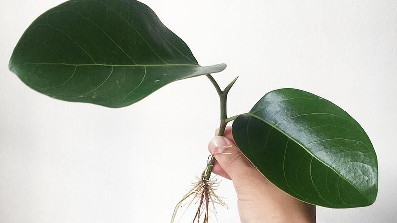 4 растения, которыми лучше всего украсить квартиру 4 растения, которыми лучше всего украсить квартиру