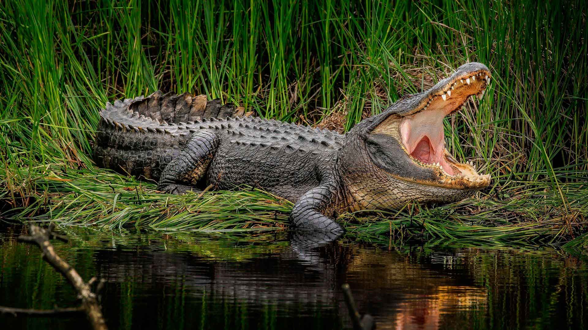 Крокодил загрыз священнослужителя во время обряда крещения
