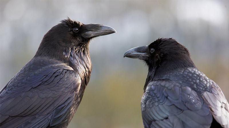 У Києві, після атаки ворон, жінку госпіталізували з пробитою головою У Києві, після атаки ворон, жінку госпіталізували з пробитою головою