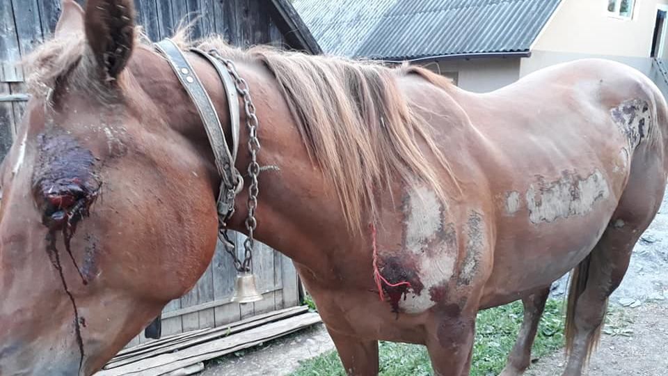 На Закарпатті п'яний живодер прив'язав коня до машини і волочив його по селу: фото (18+)