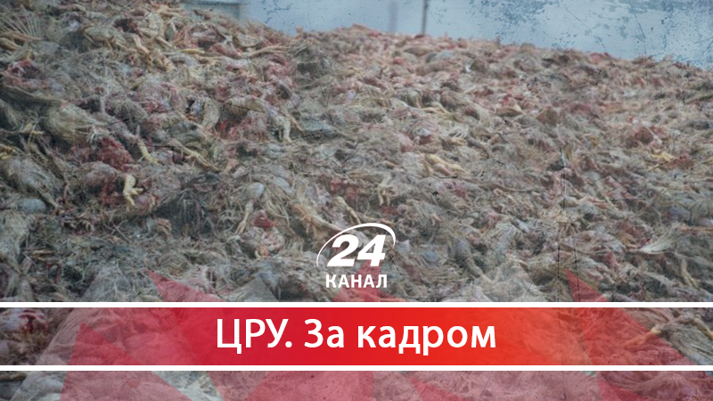 Купи гниючого м'яса курей від екс-регіонала Сігала: що довелось пережити мешканцям Гаврилівки 