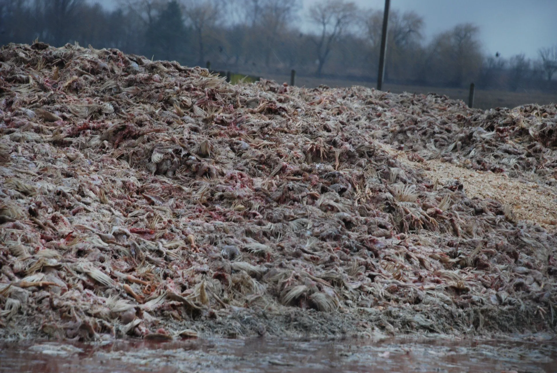 Гниюче м'ясо курей Гниюче м'ясо курей
