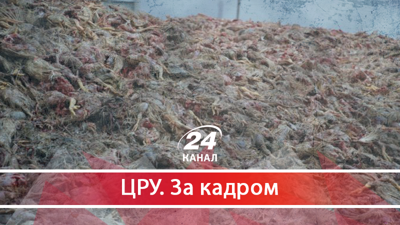 Курячі могильники Сігала: що довелось пережити мешканцям Гаврилівки