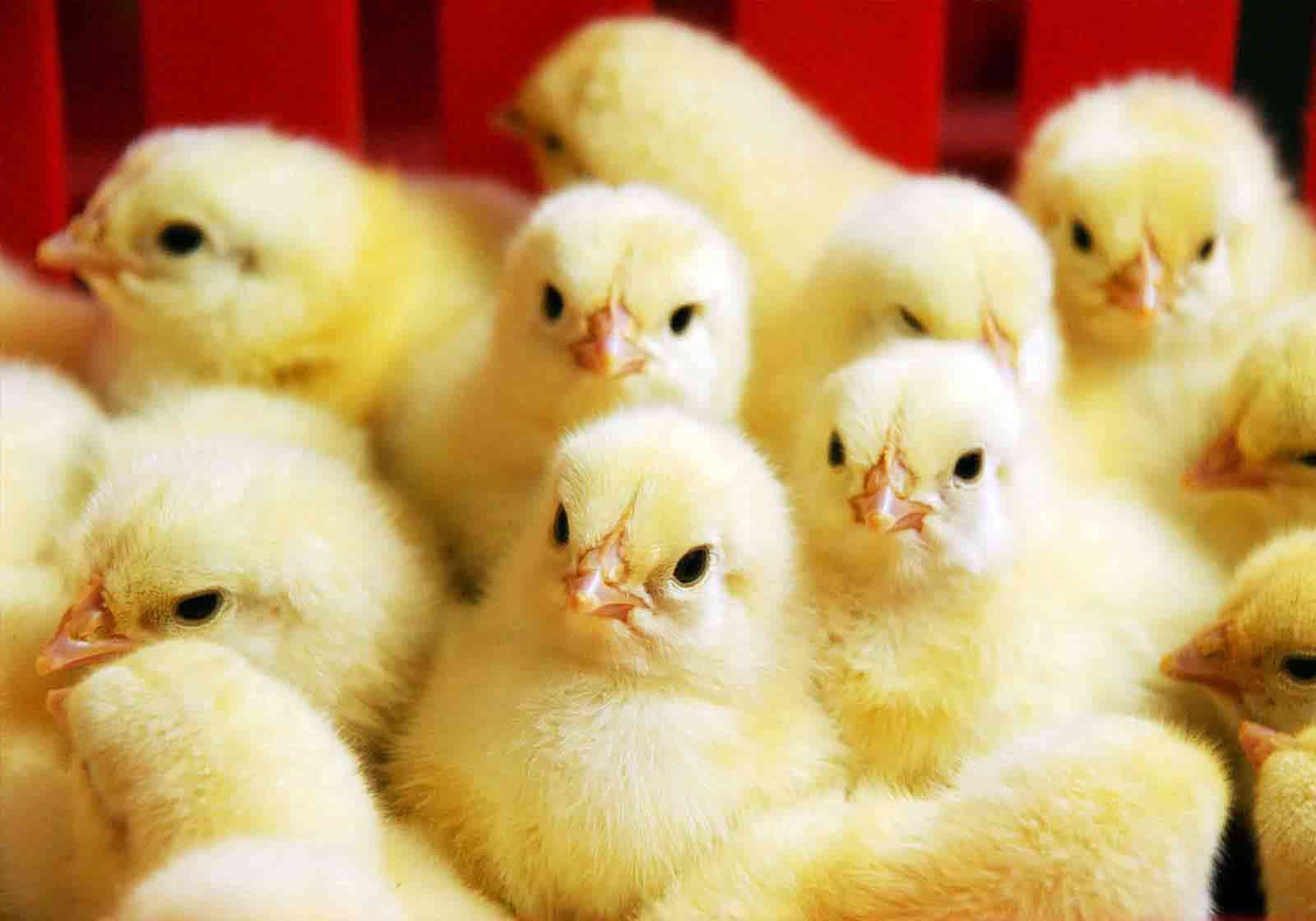 В Грузии из выброшенных на помойку яиц вылупились тысячи цыплят: смешное видео