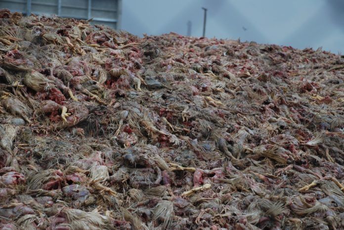 Мартынюк рассказала, на чем экономил Сигал, закапывая мертвых кур Мартынюк рассказала, на чем экономил Сигал, закапывая мертвых кур