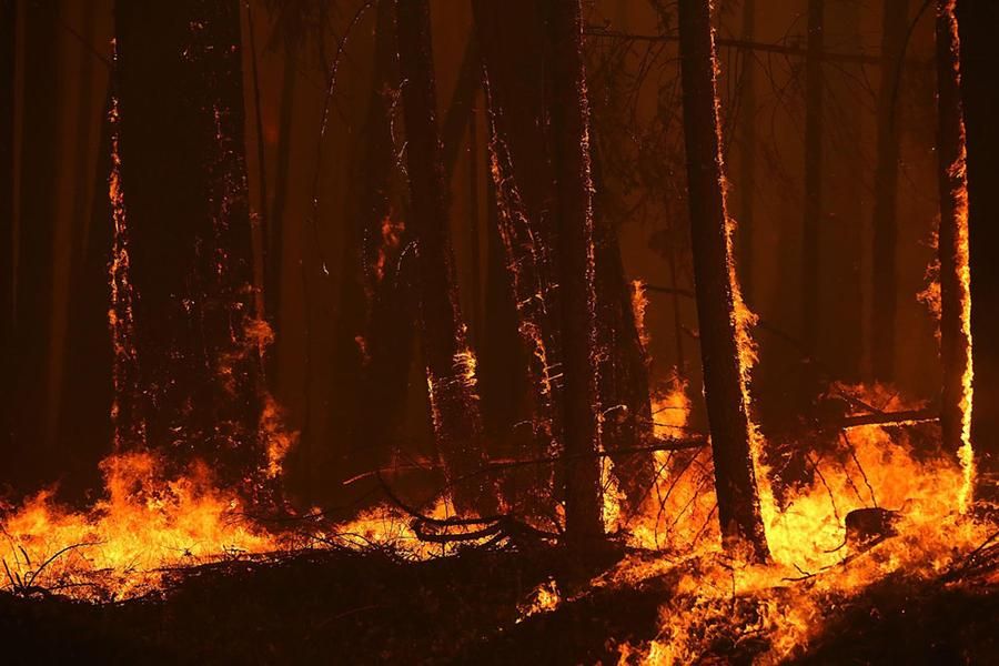 В Киеве загорелся крупный лесопарк