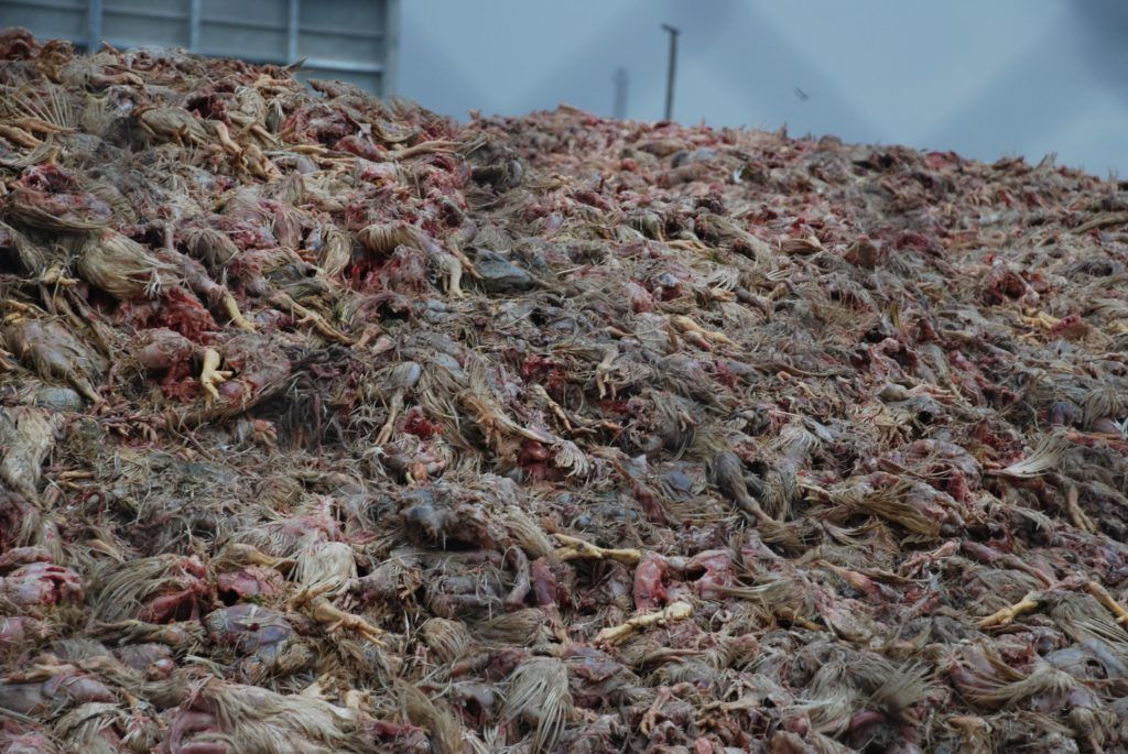 "Гаврилівські курчата": дружина одіозного регіонала вийшла під заставу у 90 мільйонів "Гаврилівські курчата": дружина одіозного регіонала вийшла під заставу у 90 мільйонів