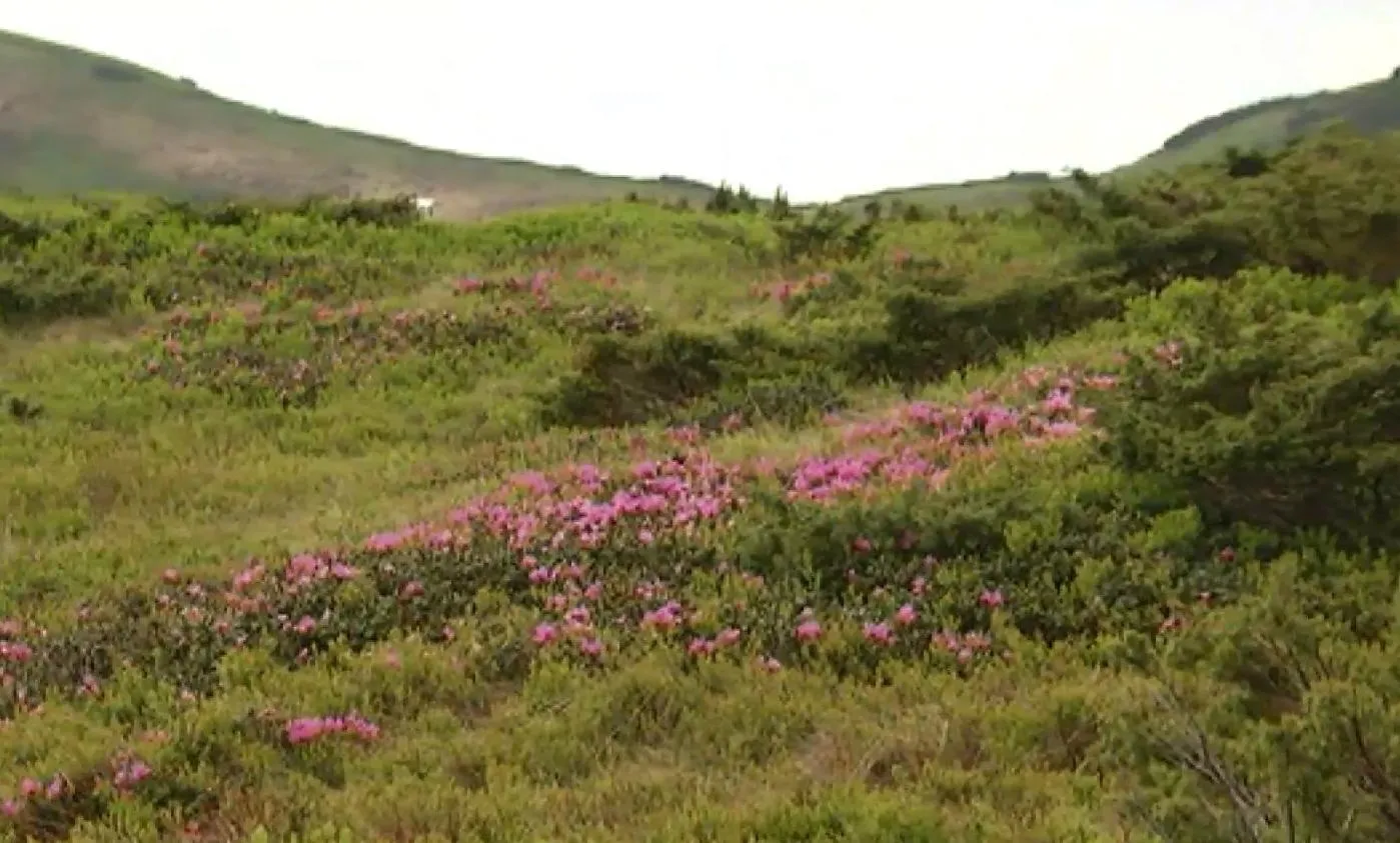 Розцвіла червона рута Розцвіла червона рута