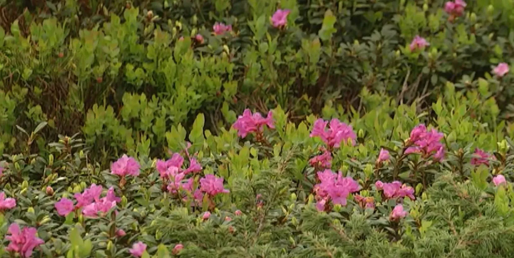 Квітка кохання – червона рута Квітка кохання – червона рута