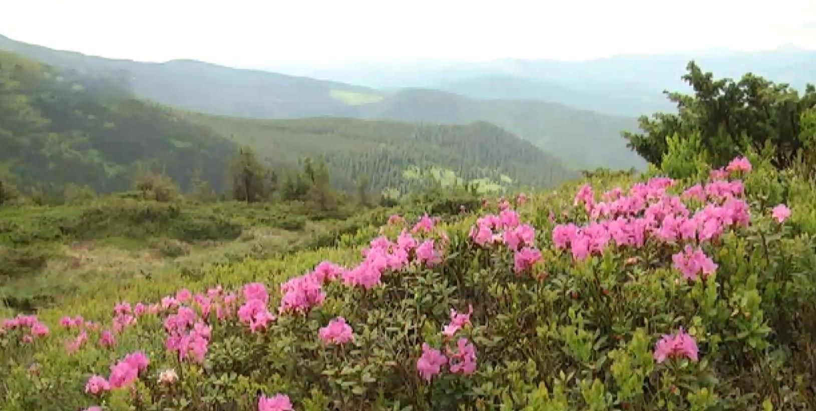 В высокогорье Карпат зацвел цветок любви – червона рута: яркие фото В высокогорье Карпат зацвел цветок любви – червона рута: яркие фото