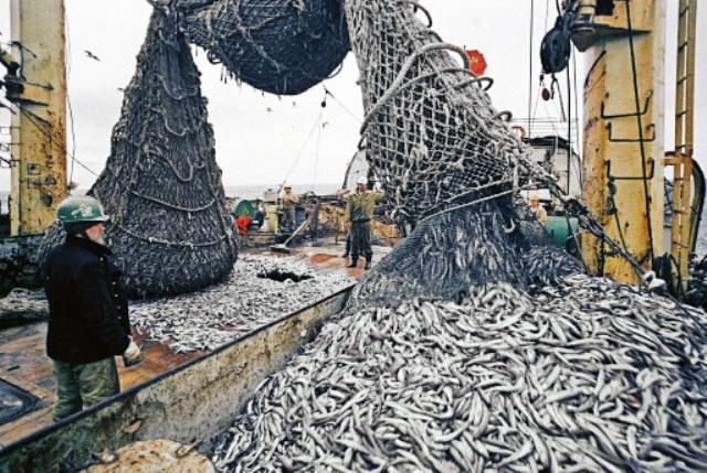Украина осталась почти без рыболовецких ресурсов: в Госрыбагентстве назвали причину