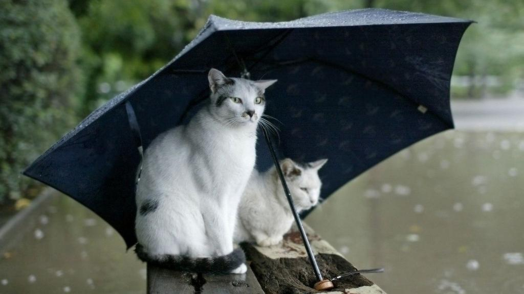 Погода 14 июня 2018 Украина - прогноз синоптика