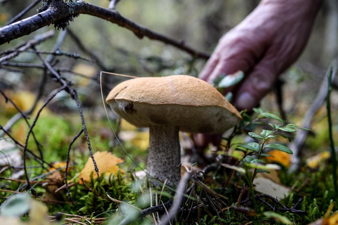 На Луганщине от отравления грибами умер восьмилетний мальчик