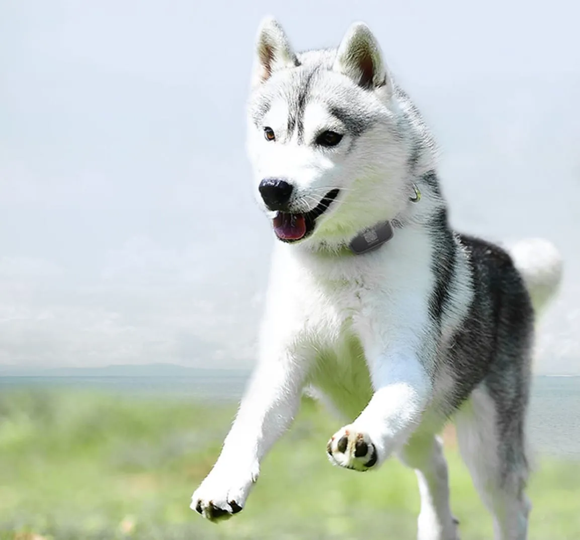 Xiaomi PetBit Xiaomi PetBit