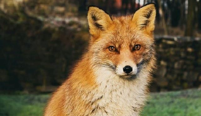 У Львові врятували лисицю, що впала в закинутий басейн: захопливе відео