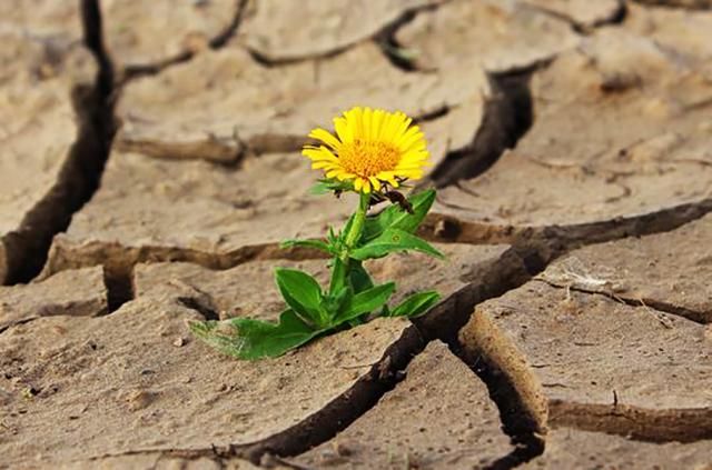 Частину України охопила засуха: перелік областей Частину України охопила засуха: перелік областей